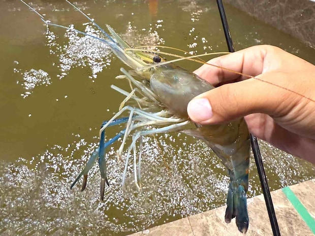 台湾で釣れるのはオニテナガエビ。長く太いハサミで周囲を威嚇し、その姿はまさに“鬼”。強烈な引きで、エビとの駆け引きがたまらなく面白い。 &copy;釣りビジョン