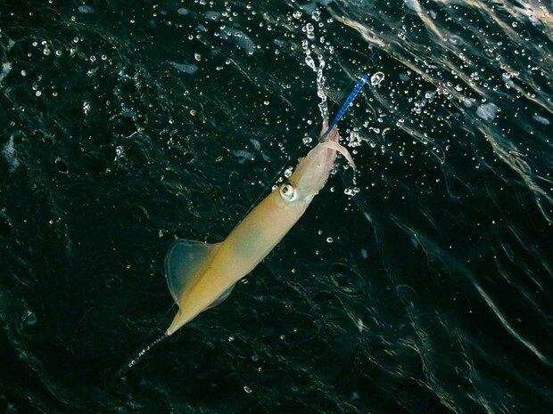 綺麗なヤリイカだ。 &copy;釣りビジョン