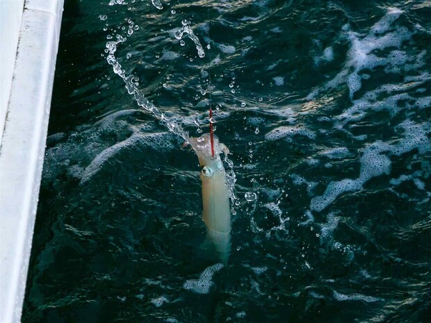 投入がうまくいけばこの通り！ &copy;釣りビジョン