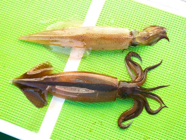 良型ヤリイカが掛かる。 &copy;釣りビジョン