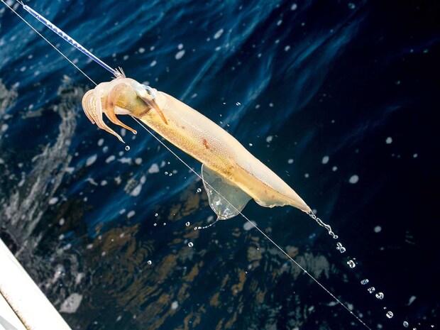 後半もアタリが続いた。 &copy;釣りビジョン