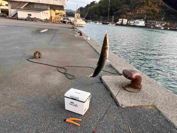 陽が傾く頃ボトムでカマスが釣れ始めた！ ©釣りビジョン