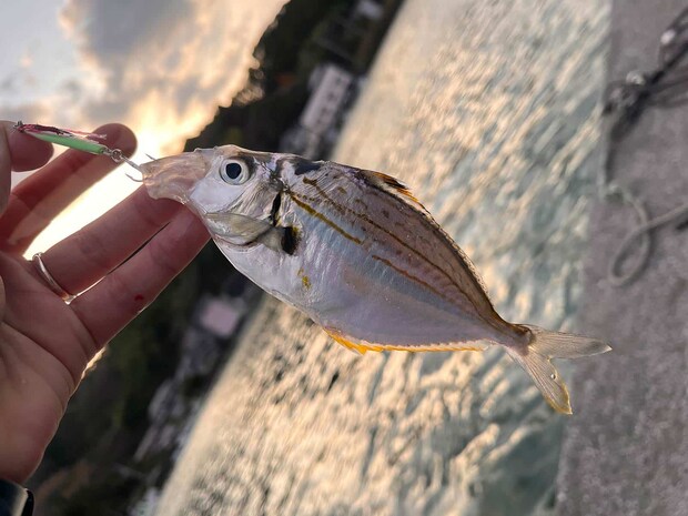 小型のジグで遊んでいるとメッキがヒット！ ©釣りビジョン