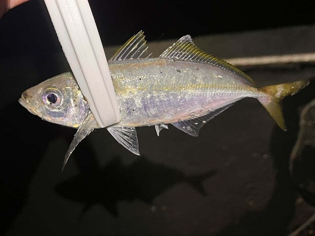 3インチのワームに突如ヒットしたのは待望のアジ！ &copy;釣りビジョン