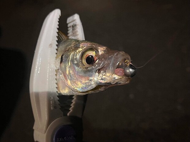 型は小さめではあったが当たりは頻発し連続ヒット！ &copy;釣りビジョン