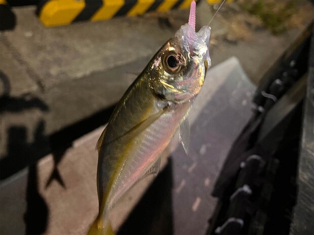 移動したポイントではカサゴにカマス、アジと色々な魚種と出会えた！海面には大型のアオリイカの姿も見られた。 &copy;釣りビジョン