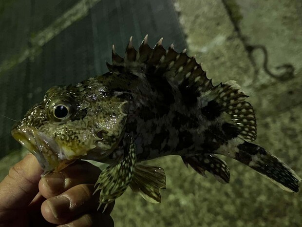 ボトムを探れば良型カサゴの入れ食いも！ &copy;釣りビジョン