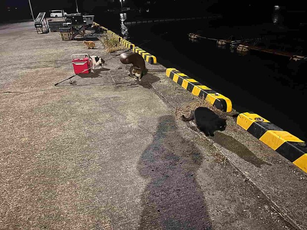 足元には常にネコちゃん達が待ち構えた！魚を落としてしまうと一瞬で奪われる！ &copy;釣りビジョン
