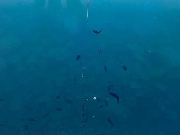 アジよりも早くワームに反応したこの魚の正体は？海底から恐ろしい勢いでチェイス！ &copy;釣りビジョン