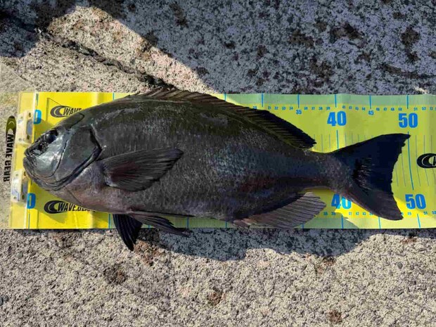 厚みのある魚体が印象的な50cmクラスの口太グレ。 ©釣りビジョン