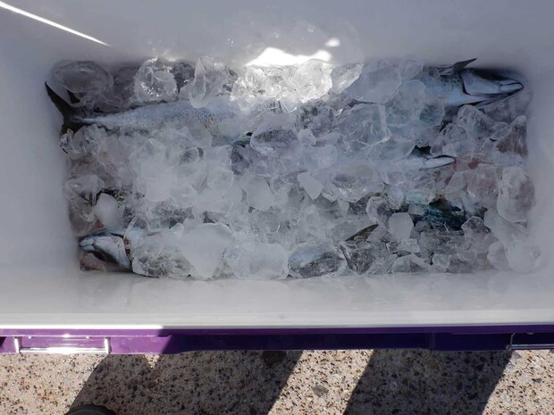 朝もらったペットボトル氷を返し砕氷を入れてもらった。 &copy;釣りビジョン