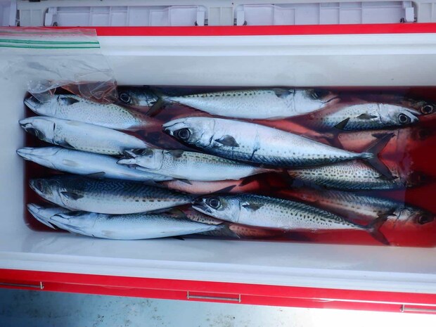 近頃は冬に釣れるゴマサバも脂乗り良くとても美味しい。 &copy;釣りビジョン