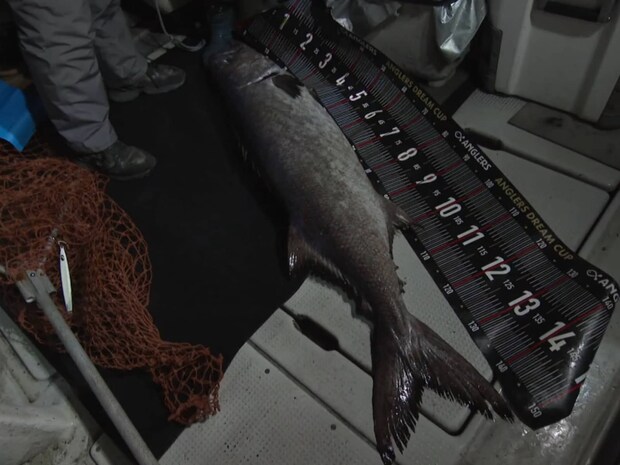 釣り上がったのは、およそ150cm35kgのバラムツ。全身ほぼ脂、全身大トロのバラムツには、人間が消化することのできない特殊な油脂成分ワックスエステルが含まれているため、食としてはオススメしない。お腹を壊してしまうので要注意。大きな口を持つ魚ではあるが、一気に食い込むことはなく餌を舐めるようにコツコツと小さな当たりが続く。早合わせをせず、しっかり喰い込ませることがコツだ。&copy;釣りビジョン