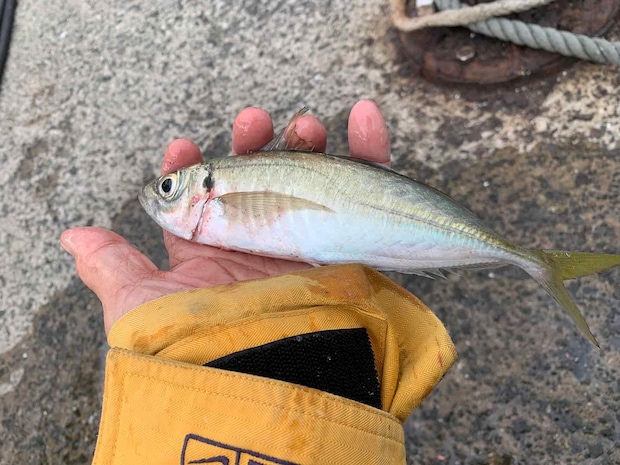 玄海のアジ。 ©釣りビジョン
