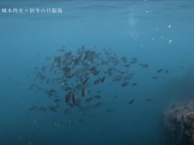 場所によってエサ取りの数は大きく変わるようだ。水中映像は思わず見入ってしまう。