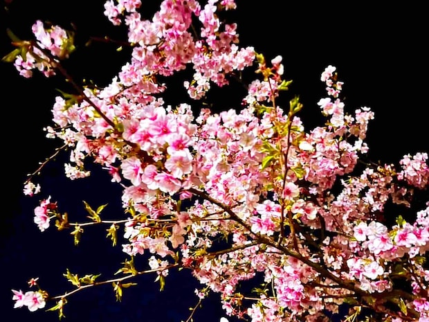 早咲きの河津桜も見頃を迎えていた！沼津の海に春が訪れるのは目前！ &copy;釣りビジョン
