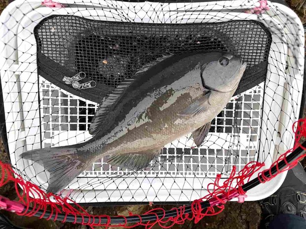 40cm弱の尾長がようやくお目見え。 ©釣りビジョン