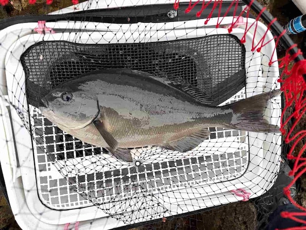 納得の43.5cmに安心！ &copy;釣りビジョン