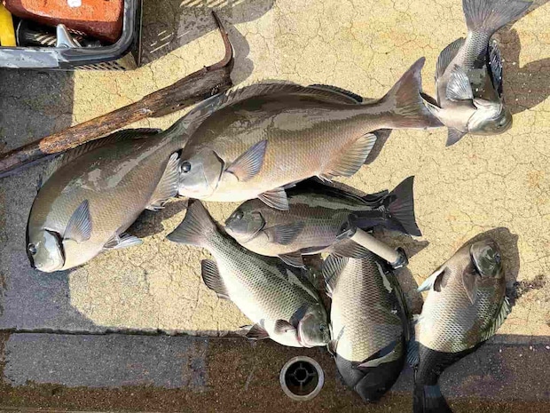 今回の釣果。 &copy;釣りビジョン