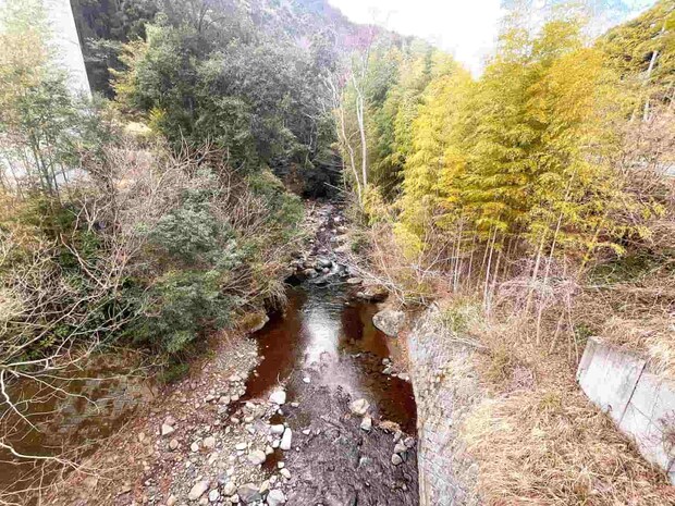 河津川本流合流点から見た大鍋川。木が覆い被さり小さな渓だが雰囲気満点！入渓点は少ないが川の中をかなり上流まで遡行できる。 ©釣りビジョン