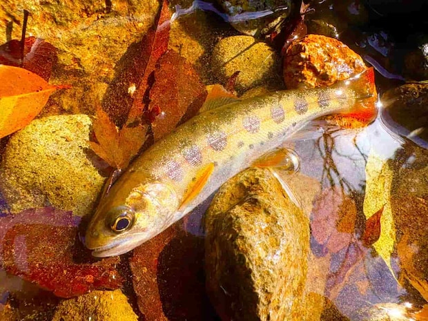 本流では厳しい状況の中支流の渓魚達は元気いっぱいであった。 &copy;釣りビジョン