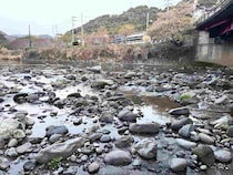 桜舞う河津川で迎える2026解禁！渇水を攻略してアマゴ全員安打