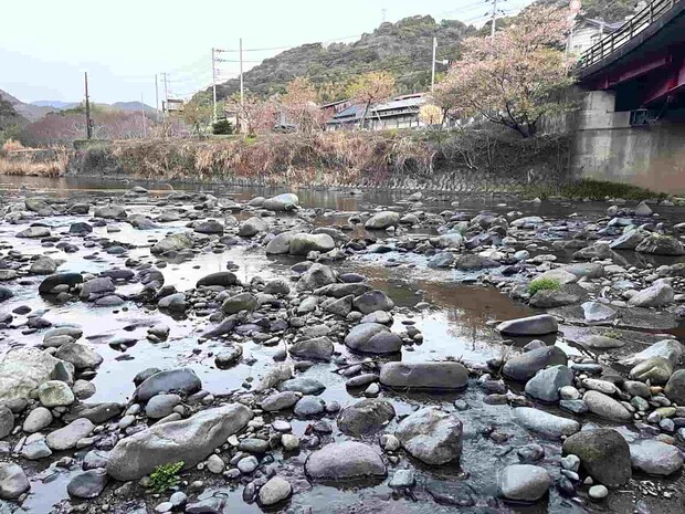 桜舞う河津川で迎える2026解禁！渇水を攻略してアマゴ全員安打