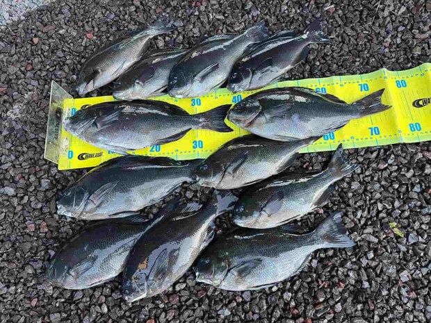 今回の釣果！40cmオーバーでの数釣りを楽しみたいところであったがバラシが悔やまれる。 &copy;釣りビジョン