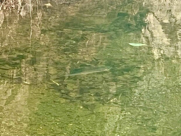 乙母堰堤までもう直ぐの大きな淵では多くの魚の姿が！大きな〝ハコスチ（群馬県が開発した釣り用のニジマス。引きが強く姿形が美しい）〟の姿も見られた（写真中央）。 ©釣りビジョン