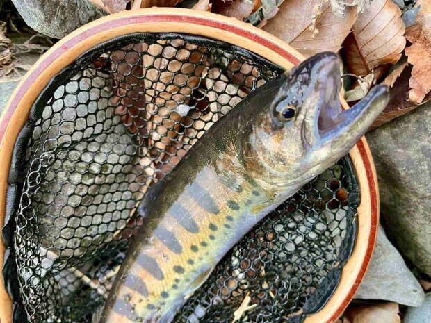 相方がヤマメをキャッチ！この日はルアーでは貴重な魚種となった。 &copy;釣りビジョン