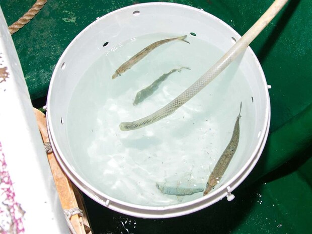 餌のマイワシは船長が配ってくれる。 &copy;釣りビジョン