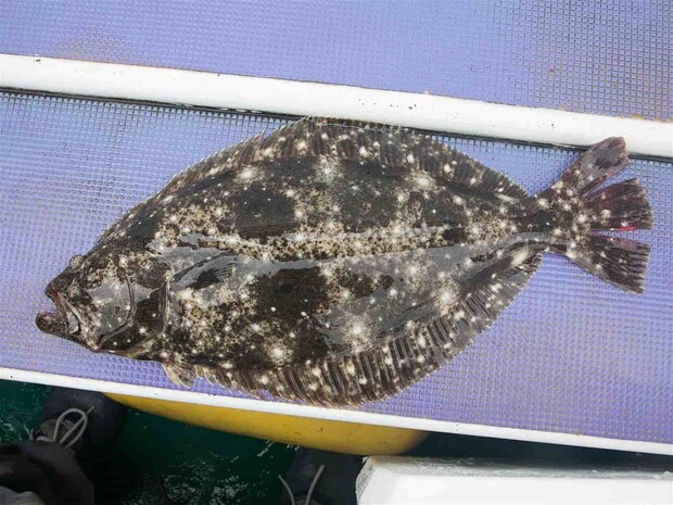 肉厚大原沖のヒラメ、今後も楽しみ。 &copy;釣りビジョン
