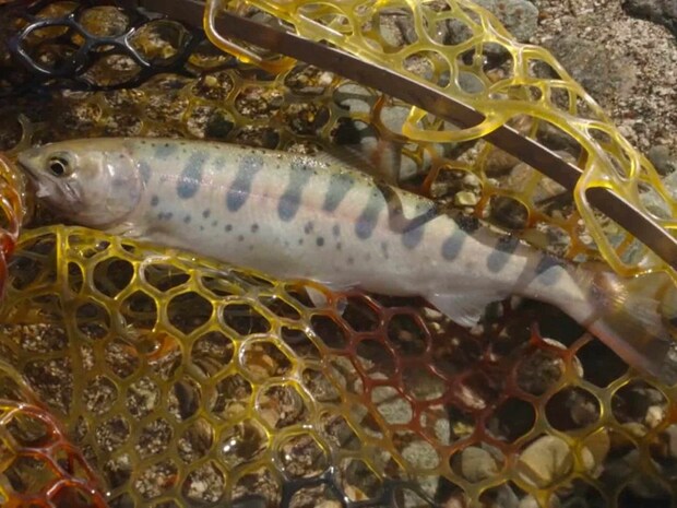 齋藤のもとに、本日1尾目となるパーマークが濃く、恐らく放流魚ではなく再生産の個体であろうヒレピンヤマメが！朝からの苦労が吹き飛ぶ美しさだ。水温は低いが、魚は全体的にいる。陽がのぼりこれからが期待、信じて投げるのみ！ &copy;釣りビジョン