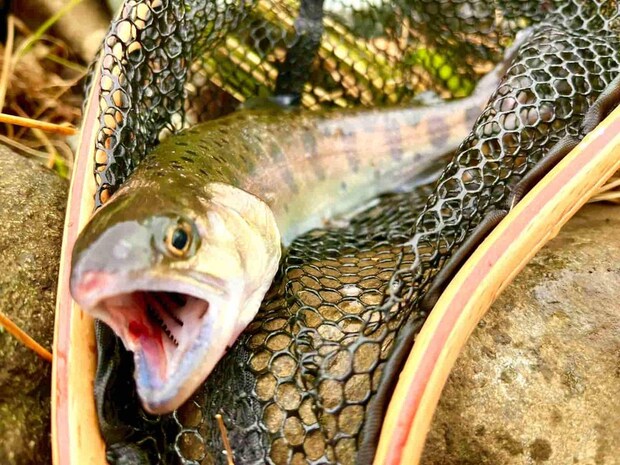 派手カラーのミノーそしてダウンで連発！ ©釣りビジョン