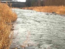 派手ルアーにダウン？！神奈川県中津川で放流ヤマメを攻略だ！