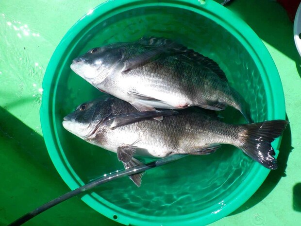 お腹パンパンのクロダイ、大きな白子入り！ &copy;釣りビジョン