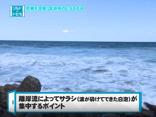 荒磯の王者・ヒラスズキに挑む！宮崎県の荒磯VS松岡豪之