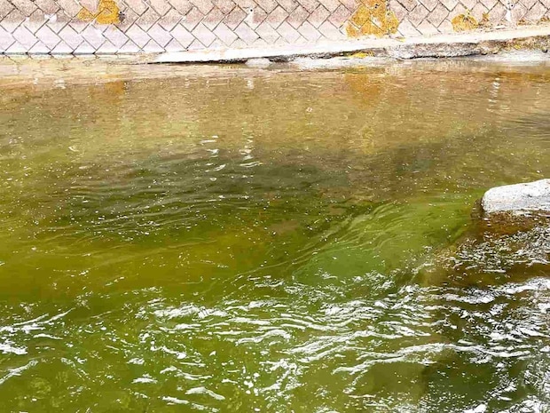 上流の久那橋付近には一目で分かる大きな鮎の群れが。 ©釣りビジョン