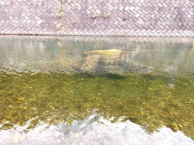 通称ホテル前ポイントのトロ場には多くの鮎の姿が確認されるが、掛けるのは容易ではない！ &copy;釣りビジョン