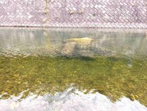 秩父荒川釣行記（2）鮎が大移動！上流に見た「入れ掛かり～」！