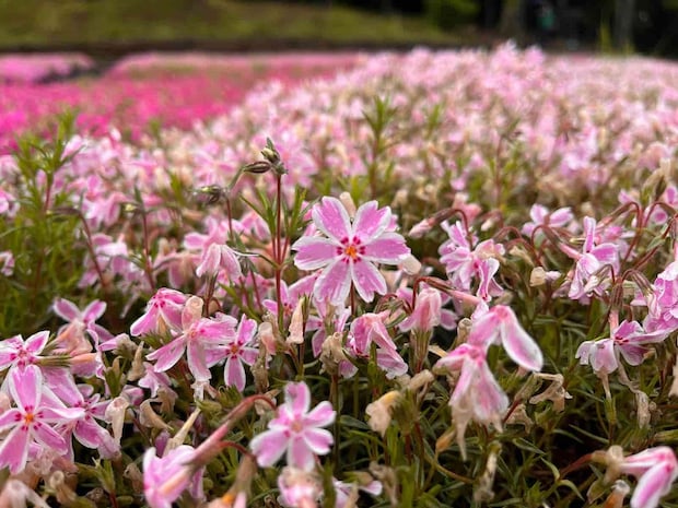 今年は開花が早く、秩父で有名な芝桜も見頃を終えようとしていた。 &copy;釣りビジョン