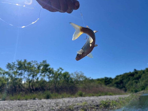 流れの中では背掛かり鮎が増えてきたがバレも多いので針合わせは必須！ ©釣りビジョン