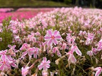 秩父荒川釣行記（3）ギッラギラ！キラッキラ！遂に鮎たちの本格始動！