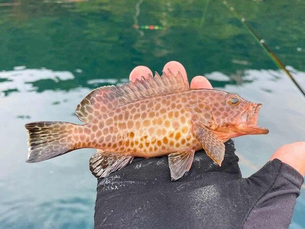 根魚も濃く、良型のオオモンハタやアカハタも顔を出す。 &copy;釣りビジョン