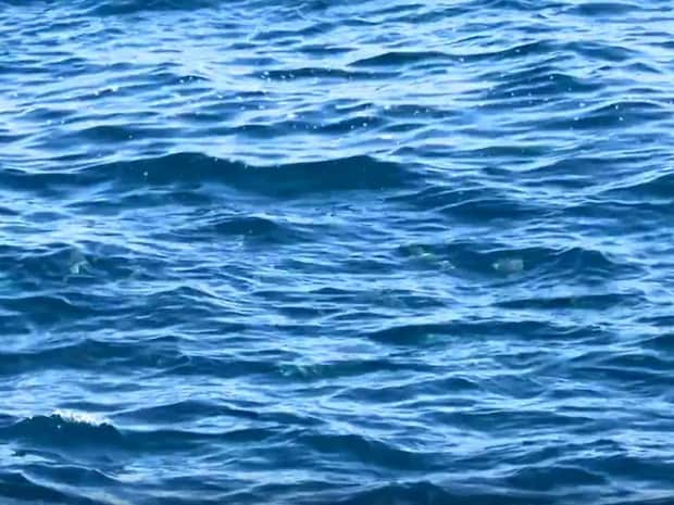 沖に無数の湧きグレが！日本海ではなかなか見られない光景とのこと。©釣りビジョン