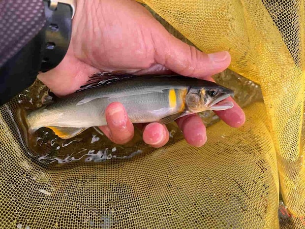 良型鮎も飛び出した！しかし型の良いものを抜いてしまうとサイズダウン。 ©釣りビジョン