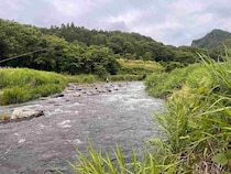 関東屈指の人気河川、今年もポテンシャル健在！葛野川は眩しき黄金纏う鮎で煌めく！