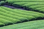 日本茶に異変、番茶価格6倍、抹茶ブームと茶園減少で茶系飲料値上げ