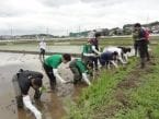 ミツハシ×横浜武道館×横浜エクセレンスの3者連携企画　地場産品「横濱武道舞(米)」田植えイベント
