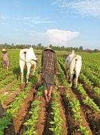 【ごまの原料事情】中国の在庫水準が高く、相場は大きく上昇も下落もしにくい状況